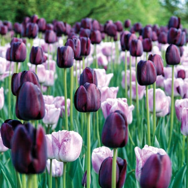 Tulip Mix Moonlight Duet 16PK