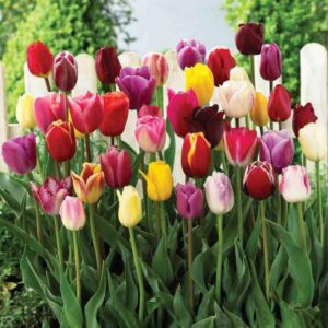 Tulip Mix Triumph Blend 12PK