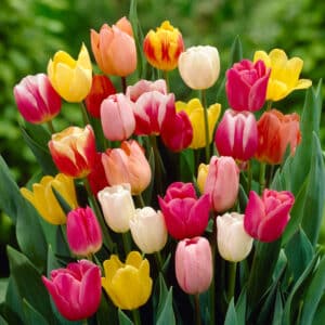Tulip Mix Triumph Blend 18PK