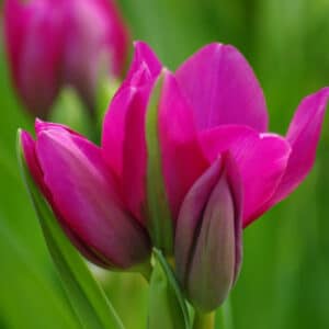 Tulip Night Club 8PK