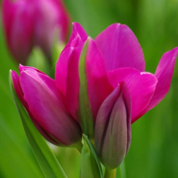 Tulip Night Club 8PK
