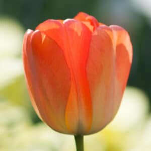 Tulip Orange 25BG