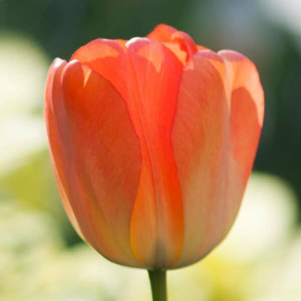 Tulip Orange 25BG