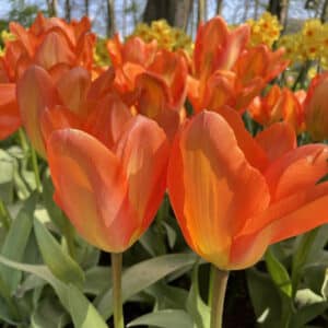 Tulip Orange Emperor 8PK