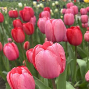 Tulip Pink 25BG