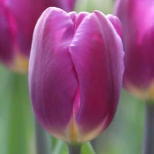 Tulip Purple 25BG