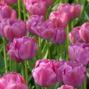 Tulip Purple Pride 8PK