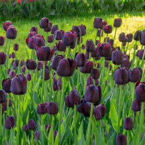 Tulip Queen of Night 5PK