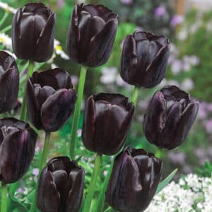 Tulip Queen of Night  8PK