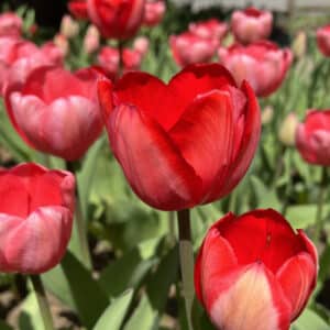 Tulip Red 25BG