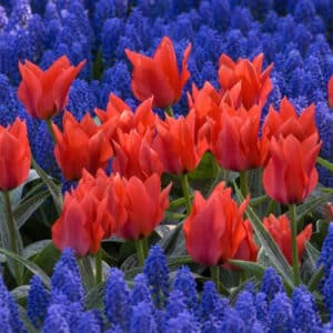 Tulip Red Riding Hood 8PK