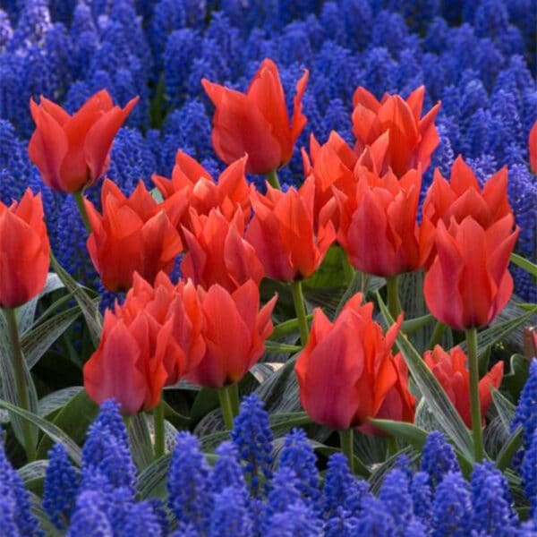 Tulip Red Riding Hood 8PK