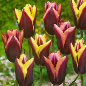 Tulip Striped Bats 12PK