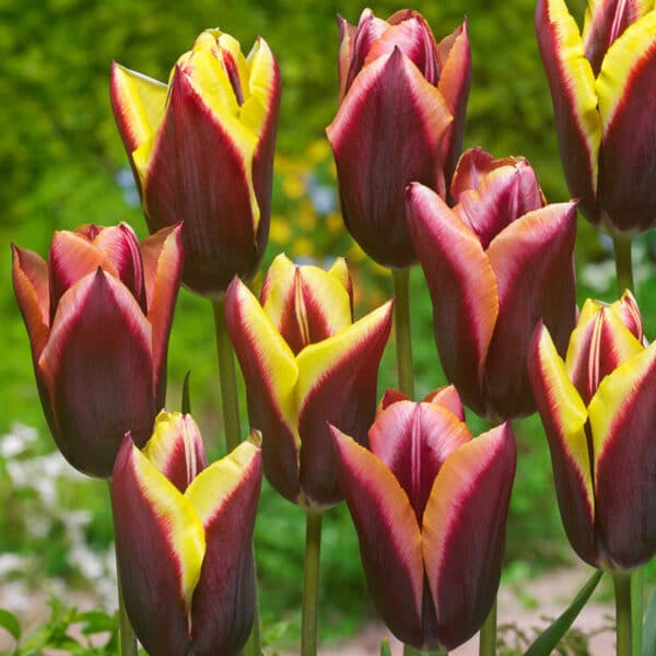 Tulip Striped Bats 12PK