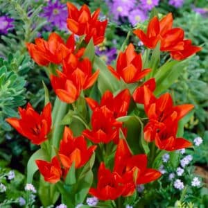 Tulip Van Tubergen's Var. 10PK