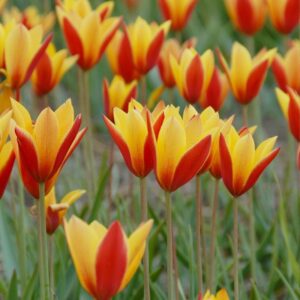 Tulip Van Tubergen's Var. 10PK