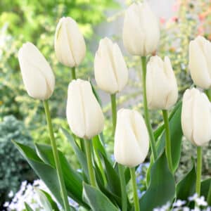Tulip White 25BG
