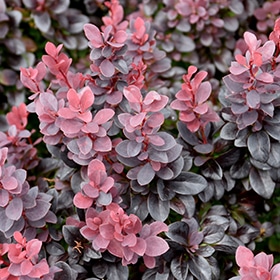Barberry, Concorde Dwarf Red