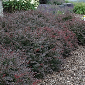 Barberry, 'Crimson Pygmy'