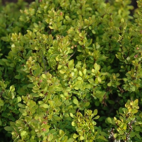 Barberry, 'Gold Nugget'
