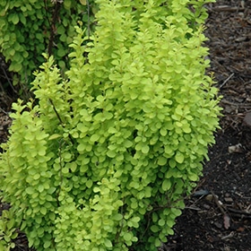 Barberry, 'Gold Pillar'
