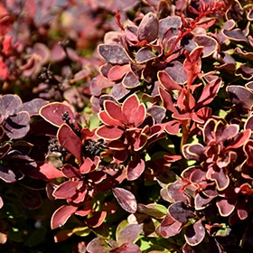 Barberry, Golden Ruby
