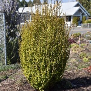 Barberry, 'Golden Rocket'