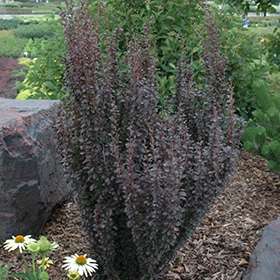 Barberry, 'Helmond Pillar'