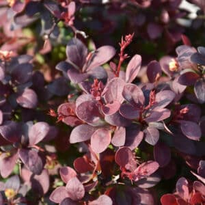Barberry, 'Mini Maroon'