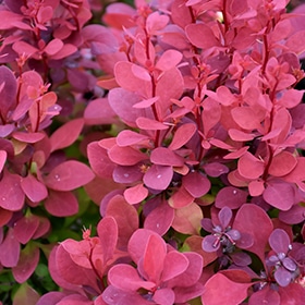 Barberry, 'Orange Rocket'