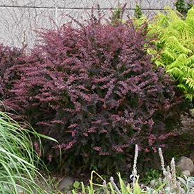 Barberry, 'Rose Glow'