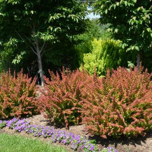 Barberry, 'Tangelo'
