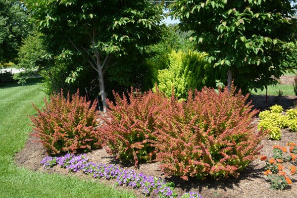 Barberry, 'Tangelo'