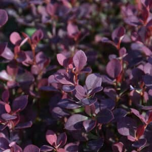 Barberry, 'Todo'