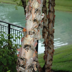 Birch, River