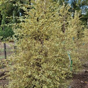 Birch, River 'Shiloh Splash'