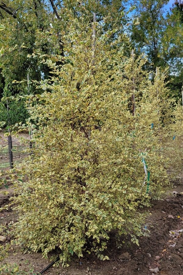 Birch, River 'Shiloh Splash'