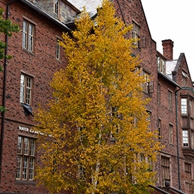 Birch, Renaissance Reflection Paper