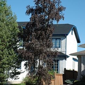 Birch, 'Royal Frost'