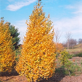 Birch, Gray 'Whitespire'