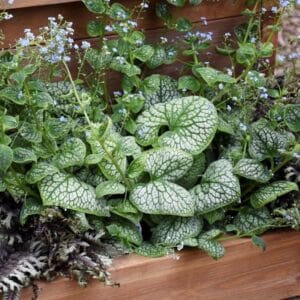 Jack of Diamonds' Brunnera