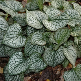 'Jack Frost' Brunnera