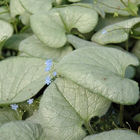 'Looking Glass' Brunnera