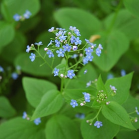 Heartleaf Brunnera