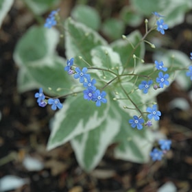 Variegated Brunnera