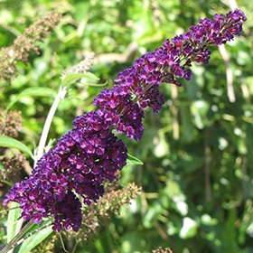 'Black Knight' Butterfly Bush