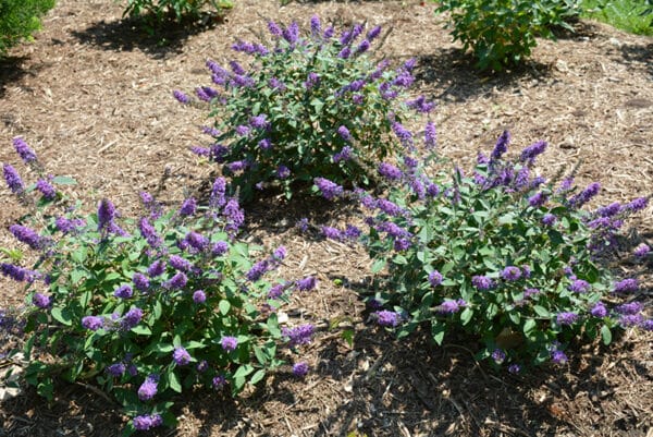 'Blue Chip Jr' Butterfly Bush - Image 2