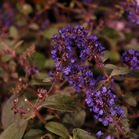 'Blue Chip Jr' Butterfly Bush