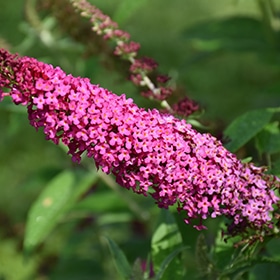 'Miss Molly' Butterfly Bush