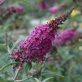 Miss Ruby Butterfly Bush